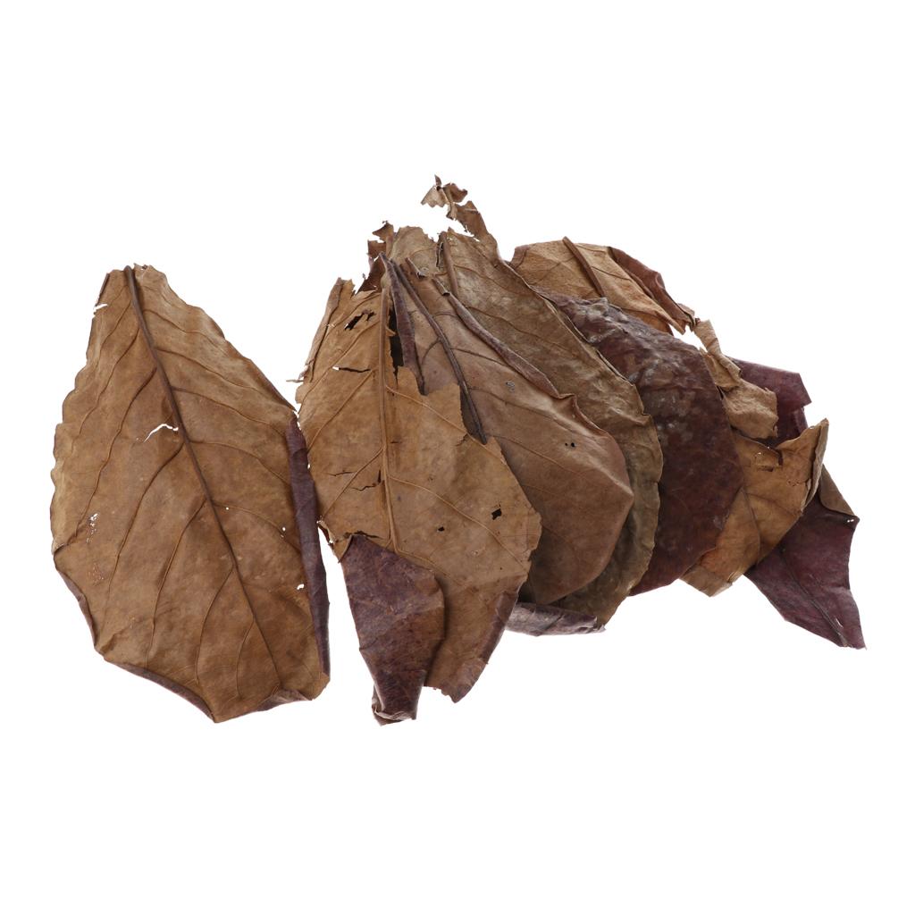 Fish Aquariums Indian Almond L - Aquarium Plant Roots recension och pris