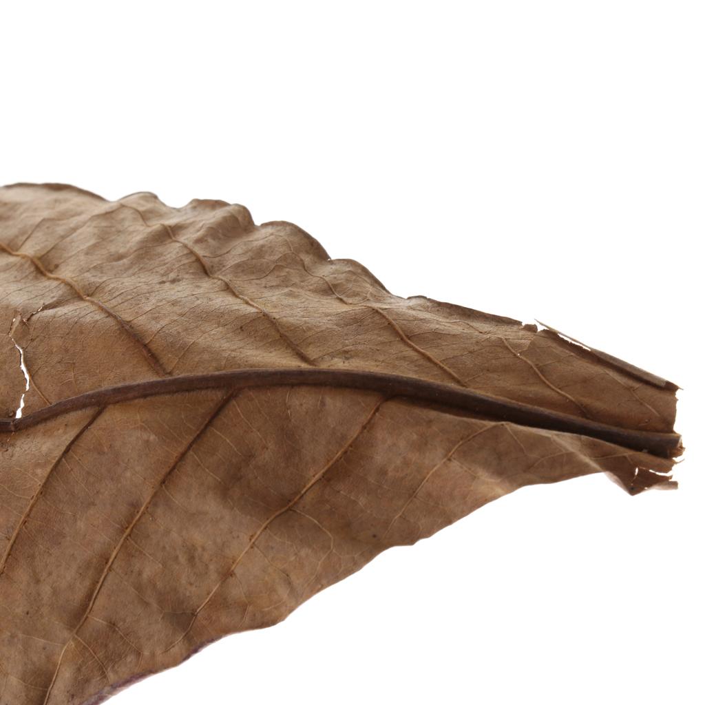 Fish Aquariums Indian Almond L - Aquarium Plant Roots recension och pris