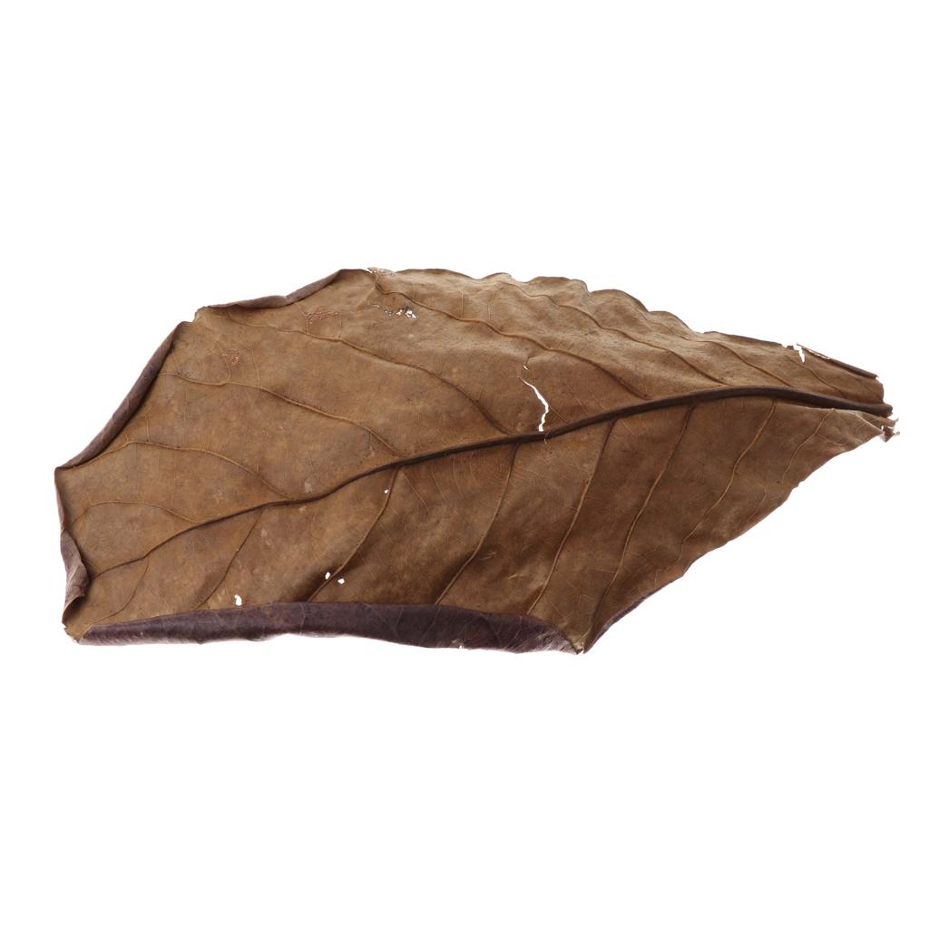 Fish Aquariums Indian Almond L - Aquarium Plant Roots recension och pris