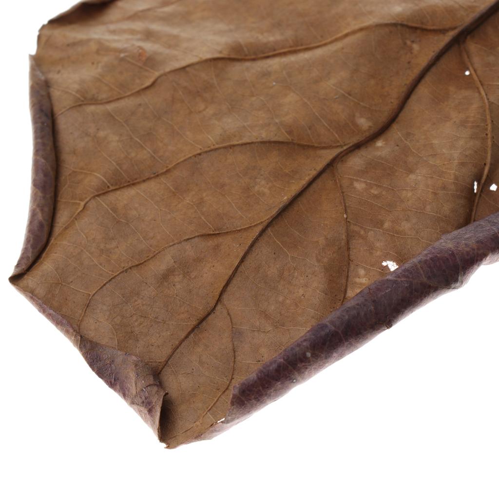 Fish Aquariums Indian Almond L - Aquarium Plant Roots recension och pris