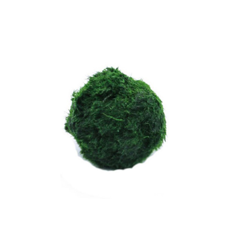 Marimo Moss Balls Live Aquariu - Planted Aquarium Maintenance recension och pris