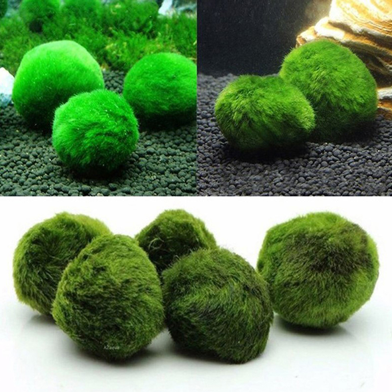 Marimo Moss Balls Live Aquariu - Planted Aquarium Maintenance recension och pris