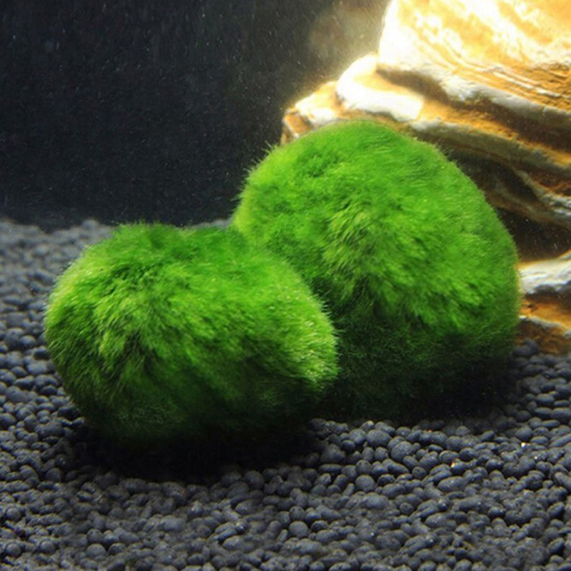 Marimo Moss Balls Live Aquariu - Planted Aquarium Maintenance recension och pris