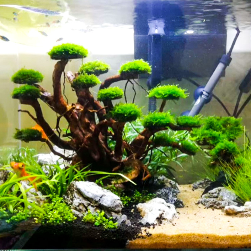 Aquarium Landscaping Moss Tree - Aquarium Plant Roots recension och pris